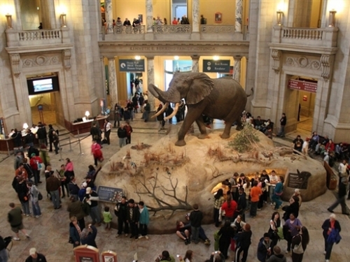 Visitors in Rotunda, Natural History Museum Visitors in Rotunda, Natural History Museum